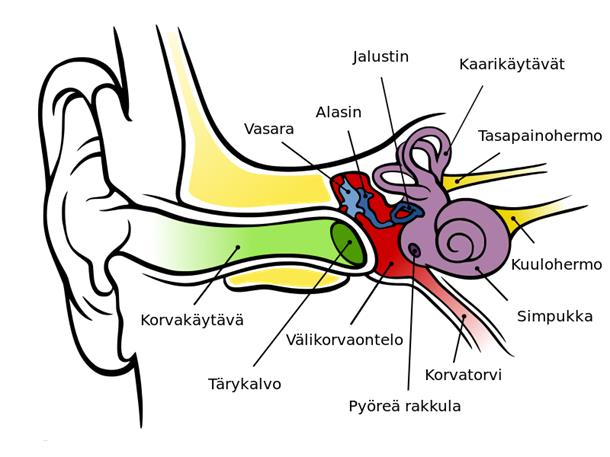 8 Kuvio 1: Korvan rakenne (Wikimedia commons) 2.1 Ääni Käsitteenä ääni tarkoittaa ulkoisen äänilähteen tuottamaa fysikaalista ääntä tai elämyksenä koettua ääntä (Jauhiainen 2007, 11-13).