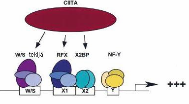 Kuva 2.3. Malli luokan II HLA-geenien transaktivaatiosta CIITA:n avulla. (Mukaillen Brown ym., 1998.) 2.2.4 Luokan II HLA-molekyylit Luokan II HLA-geenien koodaamat molekyylit ovat heterodimeerisiä solukalvon läpäiseviä glykoproteiineja.