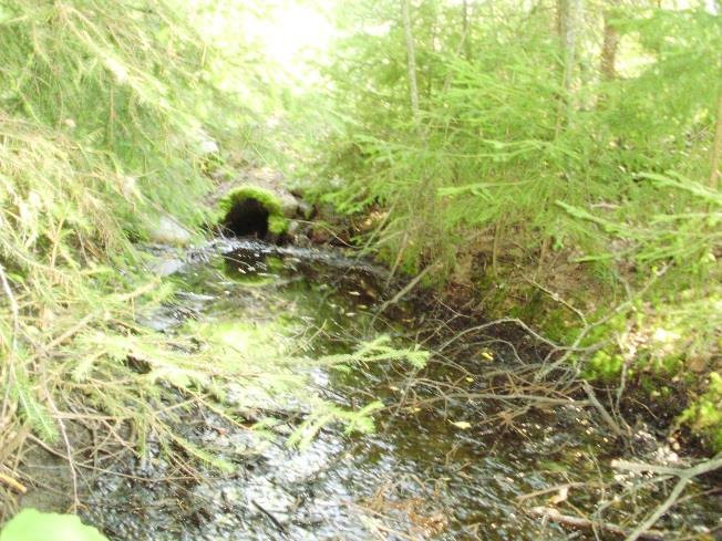 välissä metsässä sijaitseva hetteikkö.