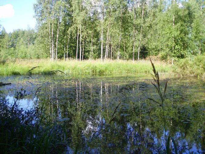 Luonnontilainen tai lähes luonnontilainen