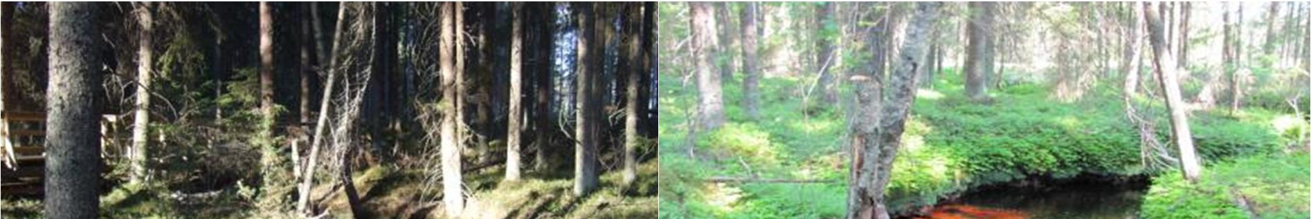 43 Kuvat 24-27. Töniluoman varren metsät ovat vanhoja, vankkarakenteisia MT-kuusikoita.
