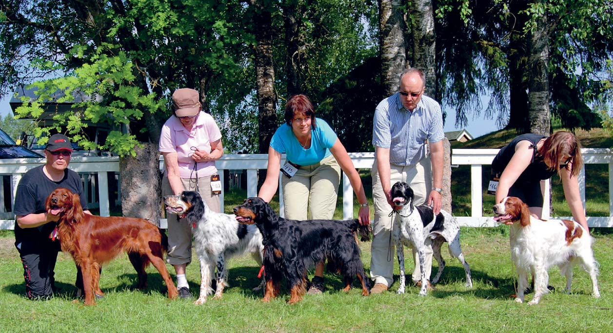 Erikoisnäyttely 2011 BEST IN SHOW 1. punainen irlanninsetteri DOUEDAL`S OZ-ZO om.