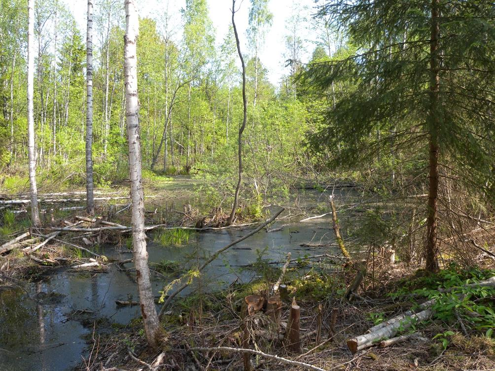 7. Kokonpuisto Kohde on Riihimäellä sijaitseva monien mahdollisuuksien kostea painanne.