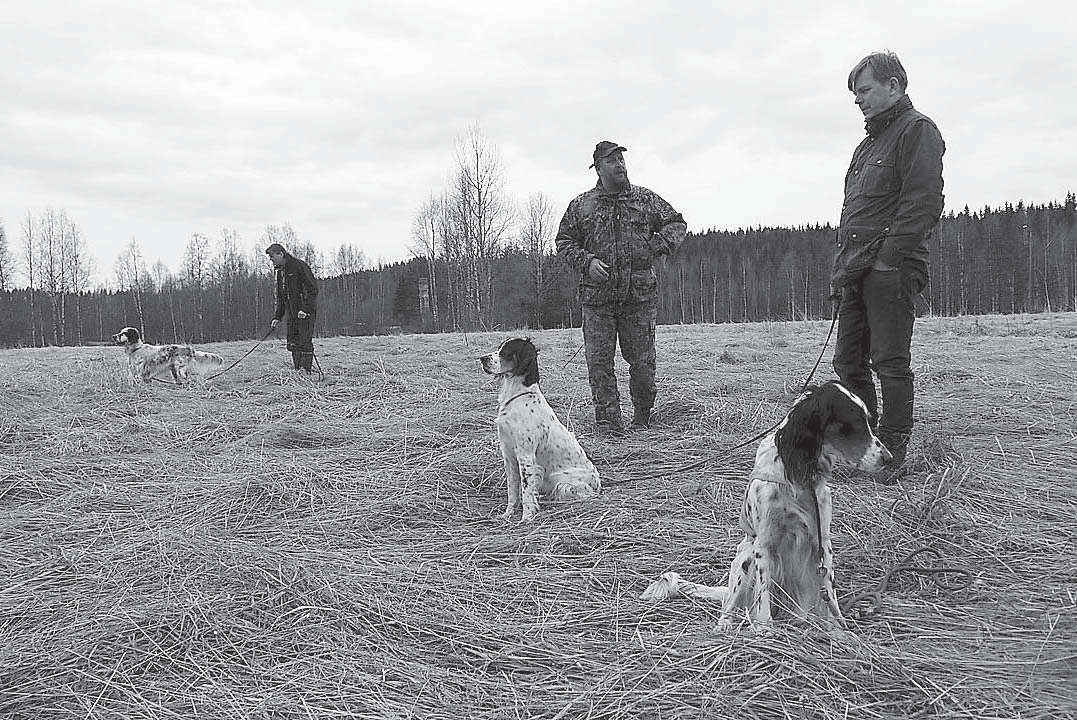 Useasti kuultiin kouluttajan suusta että Kyllähän kaikki kanakoirat seisoa osaavat, mutta mitä tapahtuu kun lintu lähtee- saatko sen jälkeen kontaktin koiraasi.