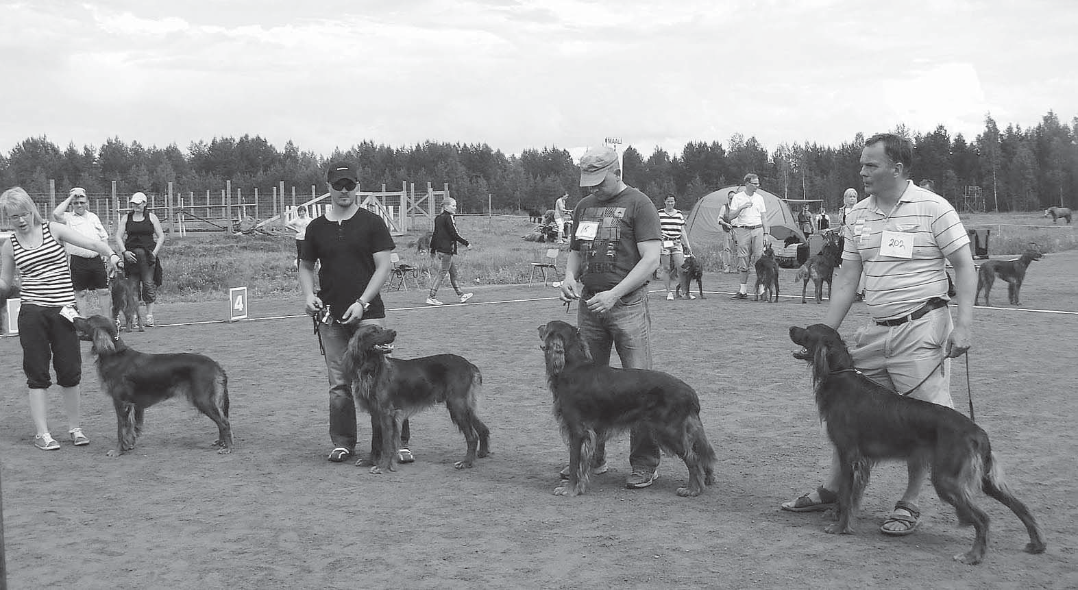 ROP-kasv1 Kennel Finby + KP Erikoisnäyttelyssä hurja määrä punaisia settereitä Kanakoirakerhon erikoisnäyttely järjestettiin Lapuan raviradalla 8.6.