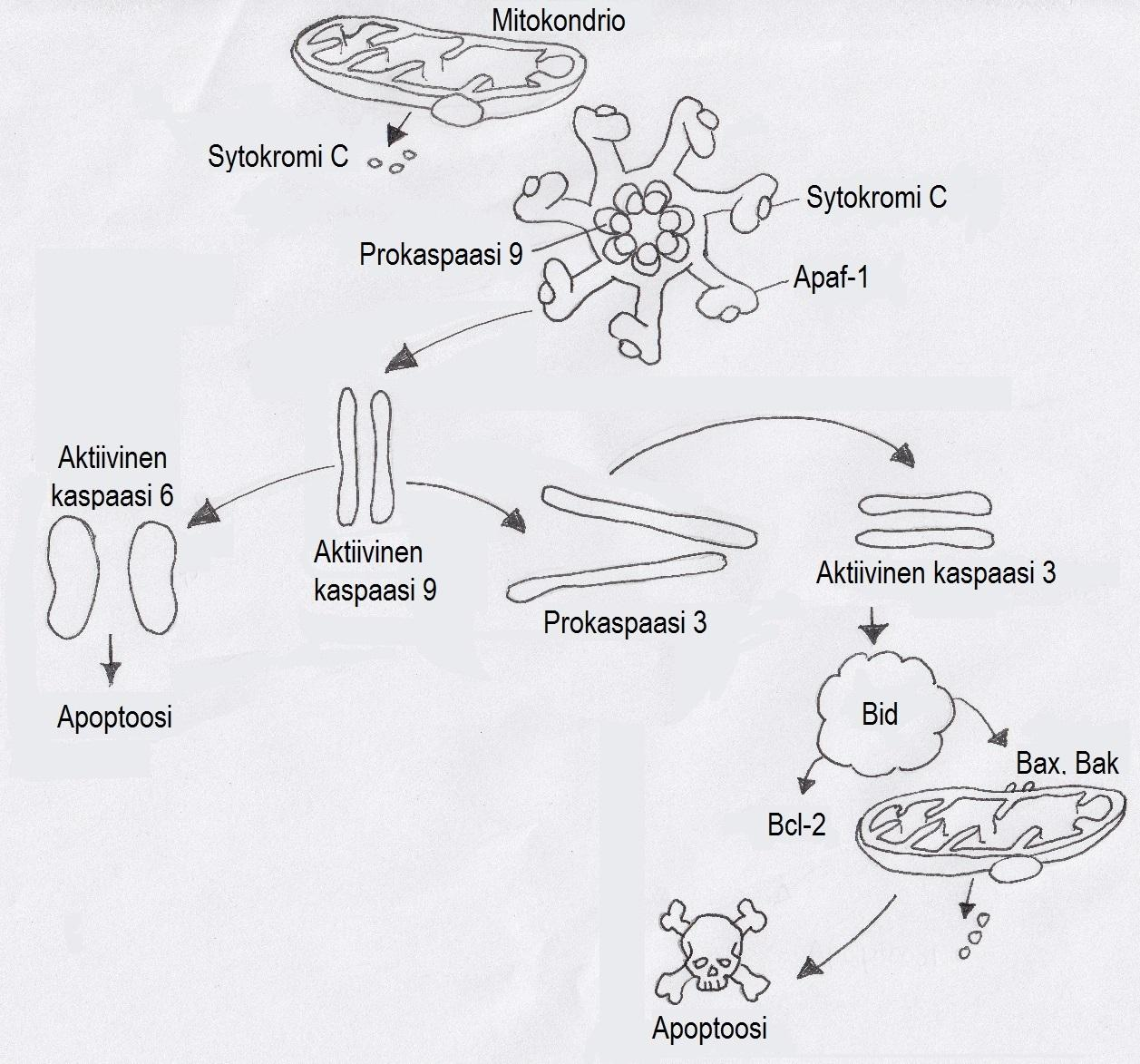 Bax, Bak, Bad sekä Bcl-2-proteiinit kuuluvat kaikki samaan proteiiniperheeseen. Näistä Bak, Bax ja Bad edistävät apoptoosia, kun taas Bcl-2-proteiini estää sitä.