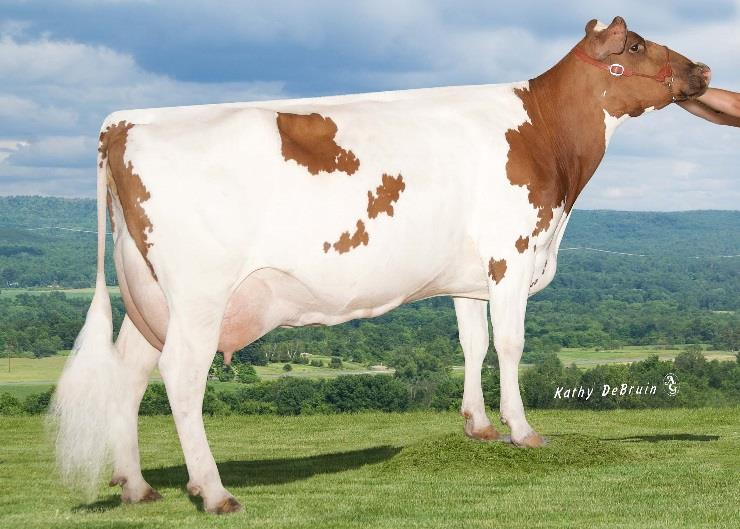 ), elinik. 139340 kg Kellcrest Mia EX91-3E Kellcrest Tia EX91-5E Tässä hieho, joka polveutuu todella legendaarisesta lehmäperheestä!