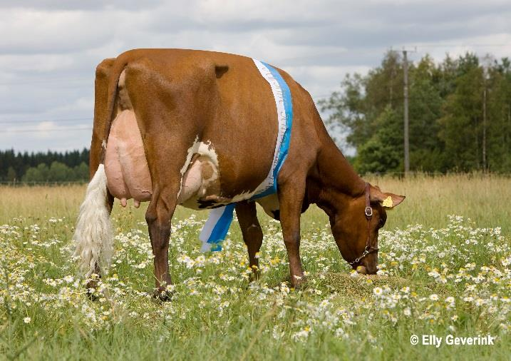 ) EEI: Kellcrest Lucas ET (Embryo-Star Sylvester x Kellcrest Happy ET) EEE: St Martin Yesterday ET-AF-VG89, paras 305 pv 9416-4,55-3,39 (4.