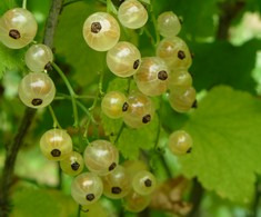 Valkoherukka 'Lepaan Valkea Pensas on hieman pienempi kuin Valkea Hollantilainen, mutta pystykasvuisempi. Kukkii hieman aikaisemmin kuin Valkoinen Hollantilainen.