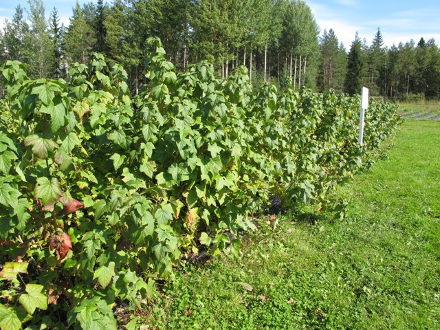 Mustaherukka