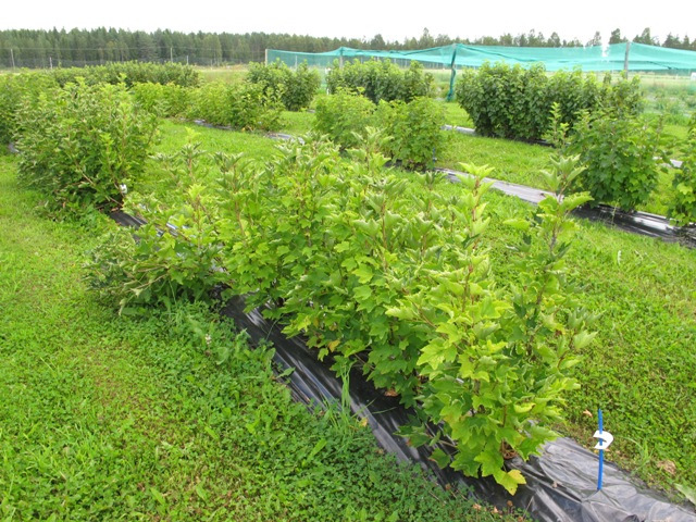 Sotkamossa 3- 20