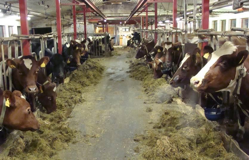 2007, 19-20.) Lehmät laiduntavat tai jaloittelevat ulkona noin puolet vuodesta, joissakin navetoissa myös talvella.