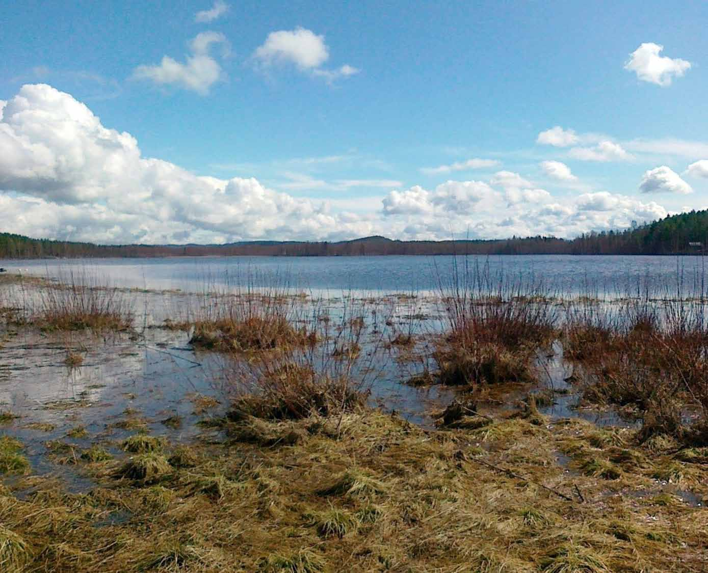 Tarmo Tossavainen C Lieksan Vuonisjärven vedenlaatu, kuormitus, pohjasedimentti,