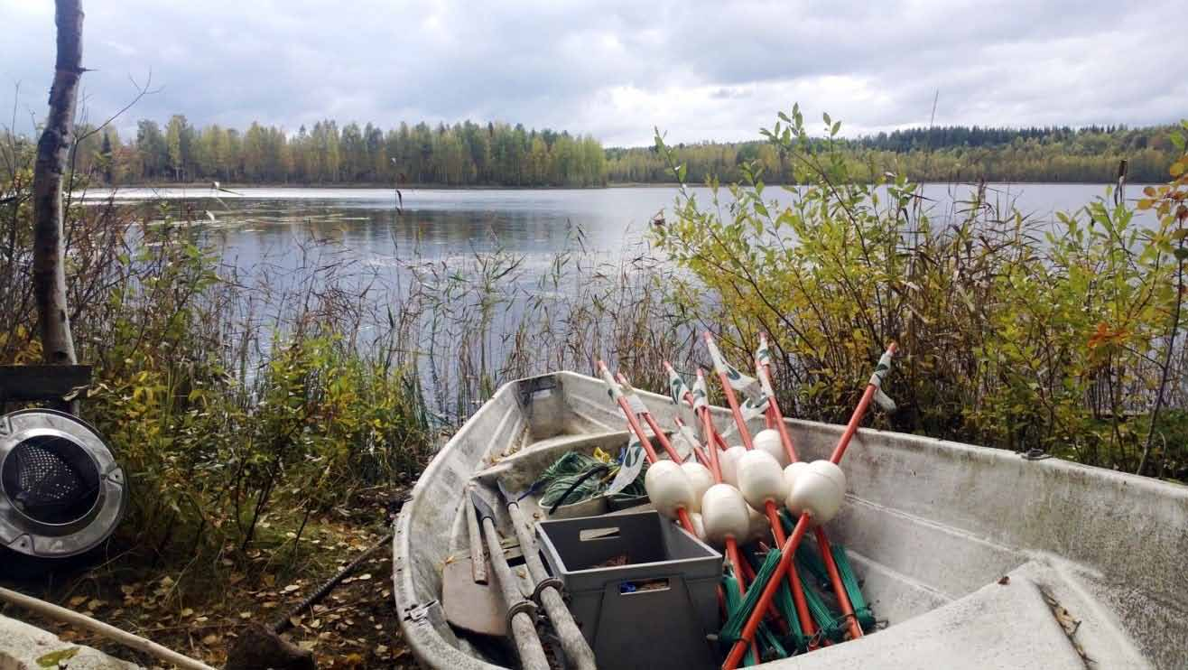 Johdanto: ohjeistus verkkokoekalastusten käyttöön kalataloustarkkailuissa Kuva. Näkymä Vuonisjärven kaakkoispäähän (Välijoen edusta, Saunalahti). Kuva: Veikko Korhonen, Karelia-ammattikorkeakoulu.