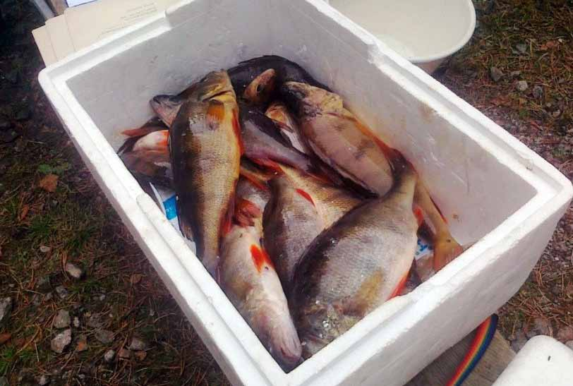 Yleisen tietämyksen perusteella se tehostaisi ravinteiden kiertoa, vähentäisi kalojen aiheuttamaa bioturbaatiota, kohentaisi eläinplanktonpopulaatioita ja vedenlaatua Vuonisjärvessä.