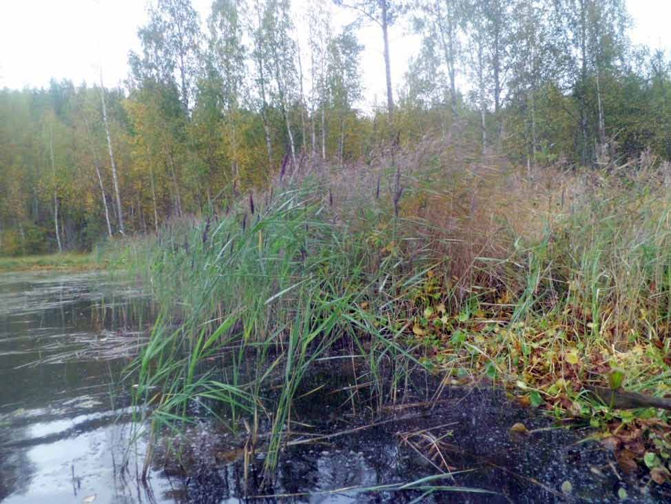 Vuonisjärven vesi- ja rantamakrofyyttien kartoituslinjojen alku- ja loppupisteen koordinaatit ja linjojen pituudet syyskuussa 0.