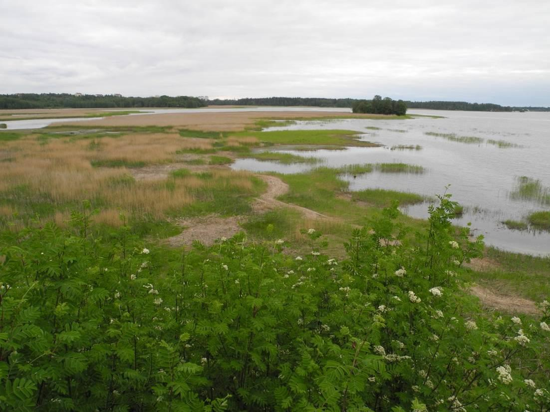 VANHANKAUPUNGINLAHDEN LINTUVESI NATURA 2 ALUEEN HOITO- JA KÄYTTÖSUUNNITELMA 215-224 Rauno