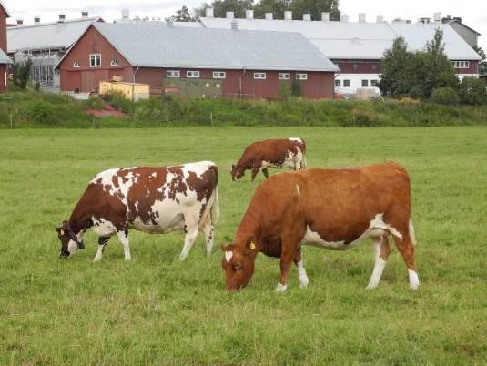 Purolahden saraniitty on vähitellen katoamassa ja järviruoko valtaa senkin.