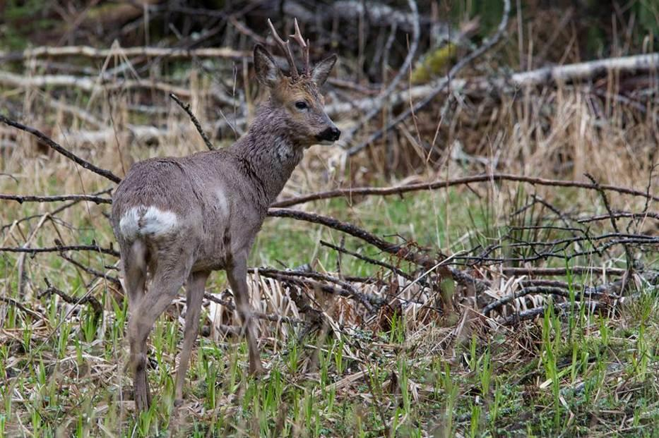 Taulukko 4.3. Vanhankaupunginlahdella havaitut nisäkäs-, matelija- ja sammakkoeläinlajit (lähde: Helsingin luontotietojärjestelmä ja Eero Haapanen).