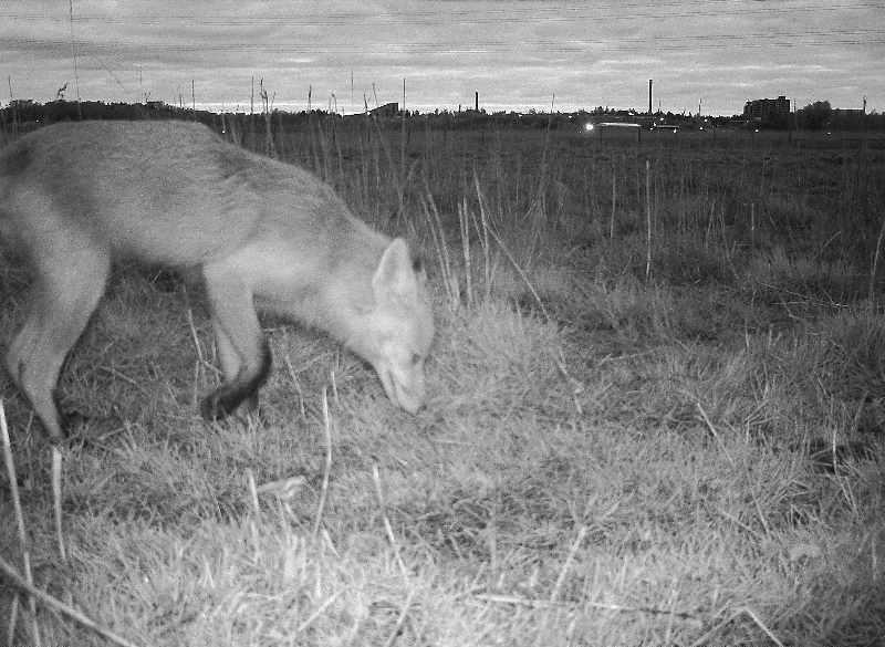 Kuva 5.9. Kettu käy yöllä tarkistamassa mitä variksilta on jäänyt jäljelle. 5.1.3 VIERASLAJIT Vieraslajit ovat luontaiselta levinneisyysalueeltaan ihmisen mukana uusille alueille levinneitä lajeja.