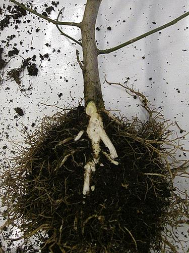 siirretty ex vitro -juurrutukseen ja ruukutettu 1-litran ruukkuun vuonna 2010 ja 3-litran ruukkuun vuonna 2012. Kuva 9. Kahden mikrolisätyn 4-vuotiaan magnoliantaimien (Magnolia ssp.