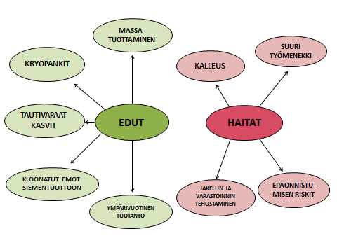 mukaan jokainen kasvin solu sisältää informaation kasvaa uudeksi kokonaiseksi kasviksi. Tämä kasvi on siten geneettisesti samanlainen kuin alkuperäinen kasvi.