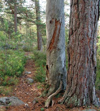 8. erkistellään ermannissa, uutta ja vanhaa puistoissa ja rakennuksissa Allotrianpuisto, ämeentien ja Allotriankujan kulmaus Puistokävely su 20.8. Retki Nuuksion kansallispuiston eteläosaan 9 13 Lähtö Metsähallituksen Siikaniemen P-paikalta, os.