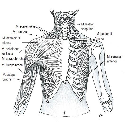 supraspinatus. Adduktio syntyy m. pectoralis major, m. latissimus dorsi ja m. teres major -lihasten yhteistyönä. Olkavarren lateraalirotaation suorittavat m. infraspinatus ja m. teres minor.