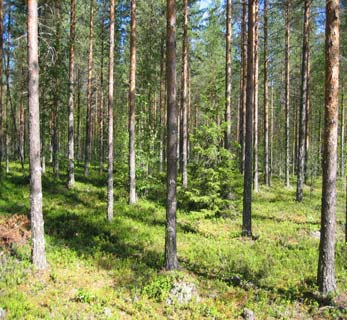 metsäaluetason tavoite ja rajoitteet 2 5 1 3 4 6 7 10 9 8