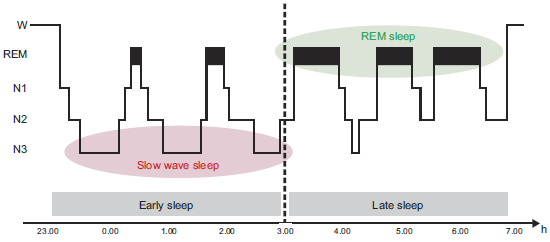 10 Kuva 2. Univaiheet esitettynä ajan funktiona. Alkuyöstä univaihe N3 ja hidasaaltouni (syvä uni) on vallitsevaa kun taas loppuyöstä REM-unta esiintyy suhteessa enemmän.