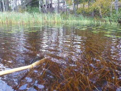 Kuva 10. Pinnanalaista kaitapalpakkokasvustoa. Mörtträsketin pohjoisrannan lahdelma on kasvamassa umpeen. Aivan rannan tuntumassa oli kapea (n.