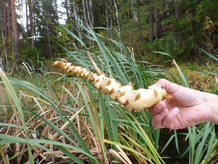 Taulukko 6. Mörtträsketin lasketut keskimääräiset ja mitatut fosforipitoisuudet.