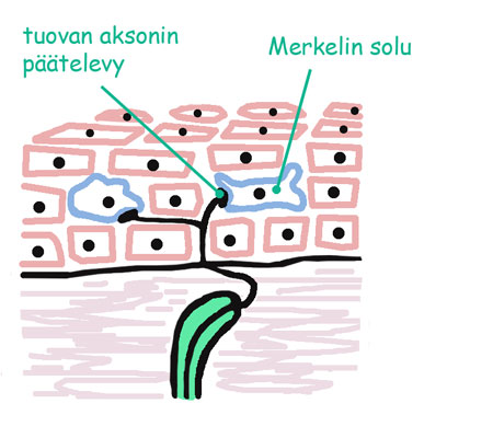 10 myös nenässä, karvatupissa ja suun limakalvoissa (Solunetti histologia). Kuviosta 3 voidaan päätellä tuntoaistimen toiminta: hermopääte aktivoituu kun Merkelin solun muoto muuttuu ihon painuessa.