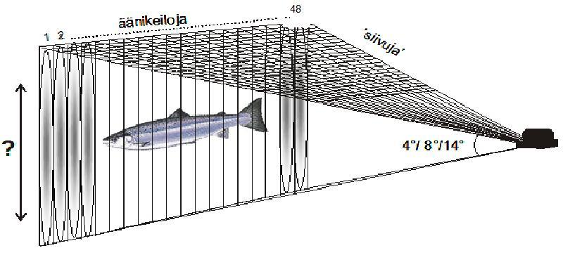 10 Kuva 6. Luotaimen toimintaperiaate (RKTL, muokattu 2011) 3.1.2 DIDSON- ohjelman kuvan mittasuhteet Matalataajuudella ja käytettäessä korkean resuluutiotason linssiä (iso linssi) luotaimen