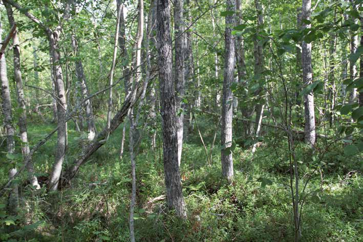 Kuva 85. Isonnevankankaalla on kaksi metsikköä, joilla esiintyy lehtomaista kangasta ja korpipainanteita. Kuva 86. Vellikankaan-Raikonharjun metsässä on kohtalaisesti lahopuuta.
