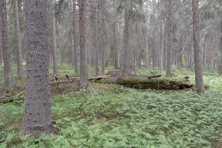 Metsä on suurimmaksi osaksi mustikkatyypin (MT) tuoretta kangasmetsää. Kuusen lisäksi esiintyy sekapuuna haapaa, hieskoivua ja rauduskoivua.