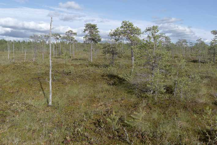 Luonnon monimuotoisuuden kannalta tärkeät elinympäristöt Lailla suojellut luontotyypit ja elinympäristöt: Tervapirkonnevan kartoitetun alueen kaakkoisosassa esiintyvä luonnontilaisen kaltainen