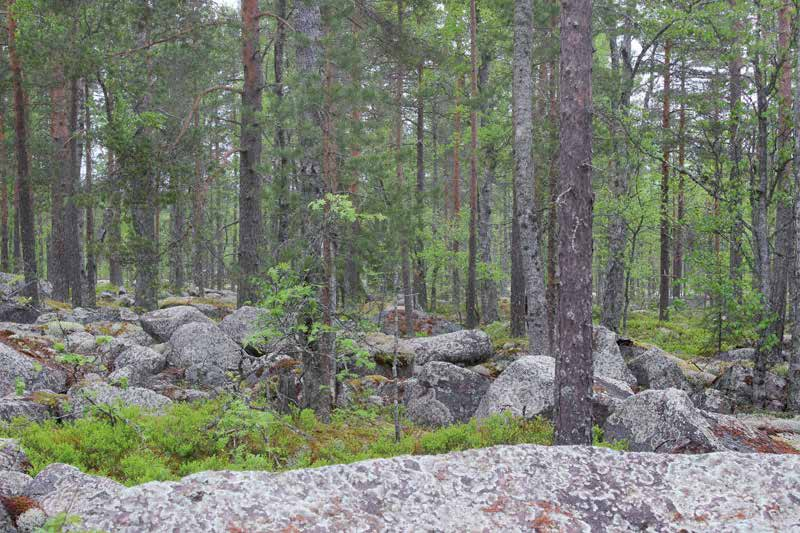 Isonnevankankaan hakkuuaukon keskelle sijoittuu kaksi hakkuilta säästettyä metsikköä, jotka sisältyvät metsälain erityisen tärkeisiin elinympäristöihin rehevät lehtolaikut sekä lehtokorvet. Kuva 90.