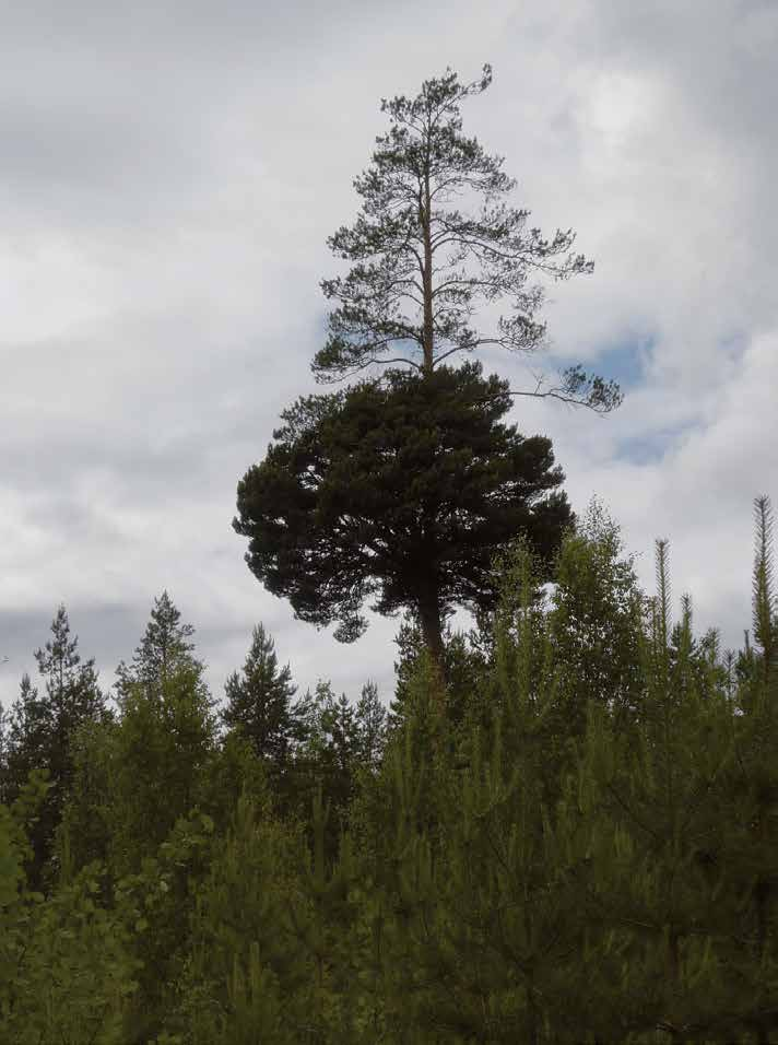Osa-alueen E eteläosassa sijaitseva Hietapakanneva on merkitty metsätaloussuunnitelmaan (MHY 2013) muuksi arvokkaaksi elinympäristöksi (vähäpuustoinen suo).
