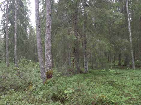 kojen inventointia ei kuitenkaan suoritettu. Lisäksi havainnoitiin syönnösjälkiä niille soveltuvilla kohteilla. Merkkejä liito-oravan esiintymisestä etsittiin myös muiden selvitysten yhteydessä.