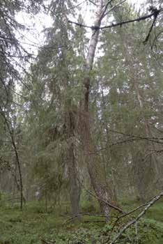 Suurin osa hankkeen osa-alueista A, C ja E on eri-ikäistä mäntyvaltaista metsää, joka ei täytä liito-oravan elinympäristövaatimuksia.