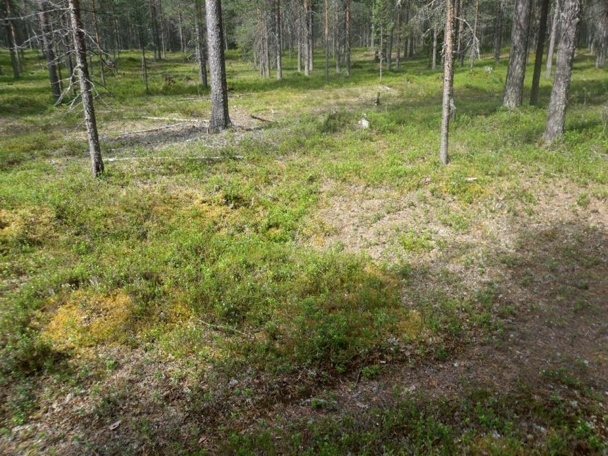 21 Viranomaisrekisterinro: 1000009095 Kunto: 1 Hyvä
