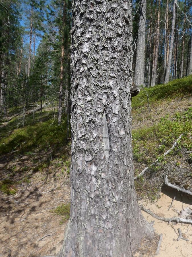 50 Olotila: Arvotus: 8 Muu suojeluarvo Kohteen 2 Ei käytössä