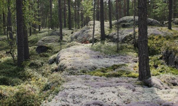 Luoteispuolinen kallio on muhkurainen (kuva Olavi Yli-Vainio 2012).