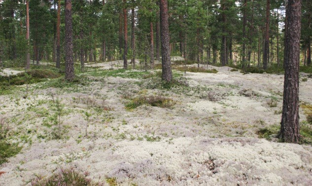 Kalliokumpareet ovat tyypillisen poronjäkäläpeitteisiä. Alueen kalliomännikkö on vähintään 100-vuotiasta.