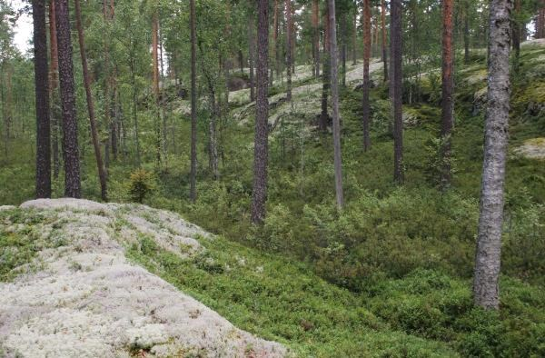 Konikorven kaakkois- ja eteläpuolisen kallion välinen notko (kuva Olavi