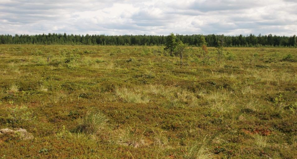 Mahlaneva on pääosin rahkanevaa, jonka valtalajina on ruskorahkasammal. Nevalla on runsas variksenmarjakasvusto.