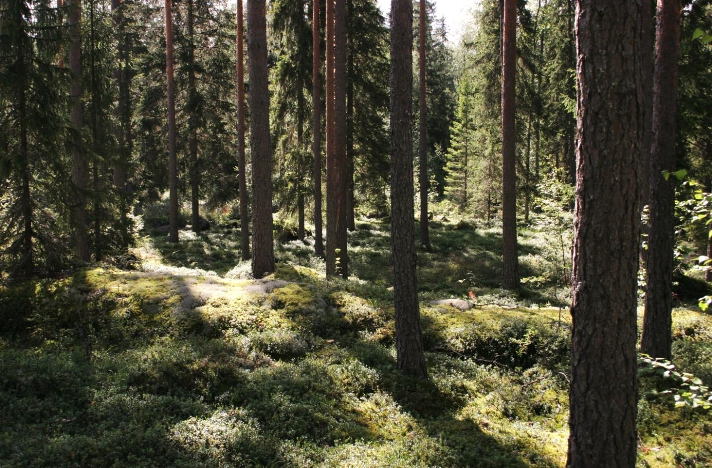 3. Vanhan metsän alue Mahlanevan länsipuolella on laajahko alue melko vanhaa tai