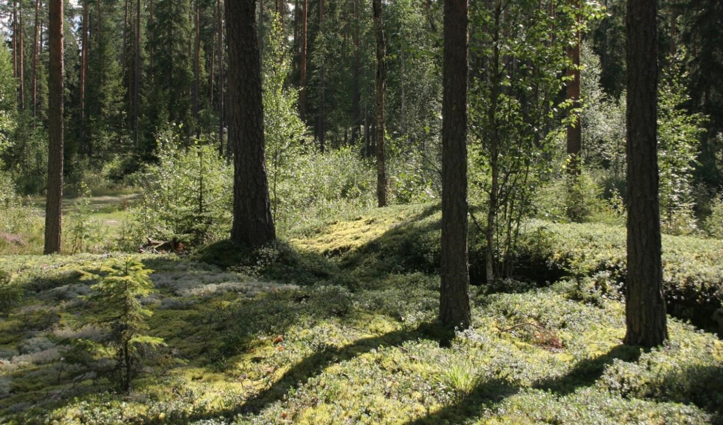 Kallioisissa maastoissa metsä on männikköä. Metsä on entisaikojen metsän näköistä.