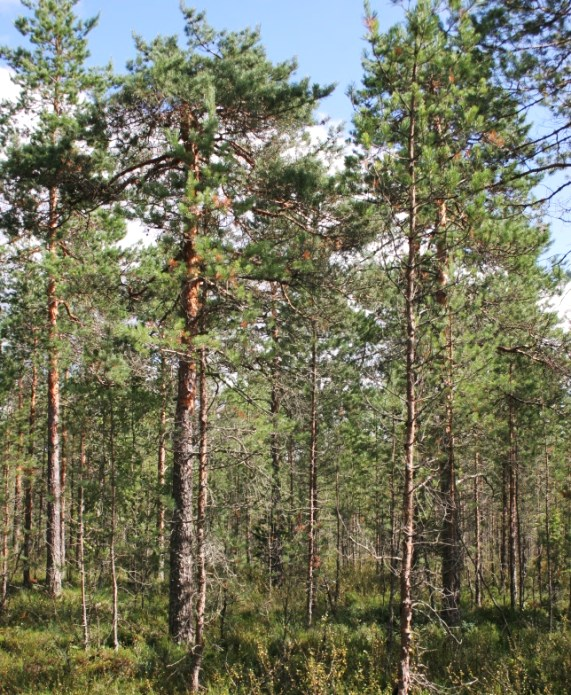 Tuoreslammin koillispuolelle on syntynyt vaivaiskoivikkovaltainen ojikkoräme, kun lammenlaskun yhteydessä kaivetut suo-ojat ovat kasvaneet umpeen. Olavi Yli-Vainio 2012 5.